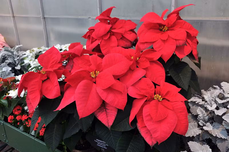 2. Cây trạng nguyên Trạng nguyên hay còn gọi là nhất phẩm hồng, là một loại cây bụi trong họ Euphorbiaceae. Nó có nhiều nhánh, thân mọc thẳng, cao từ 1-3 mét. Các lá mọc so le, hình thuôn dài, màu xanh lục trên bề mặt và toàn bộ mép.