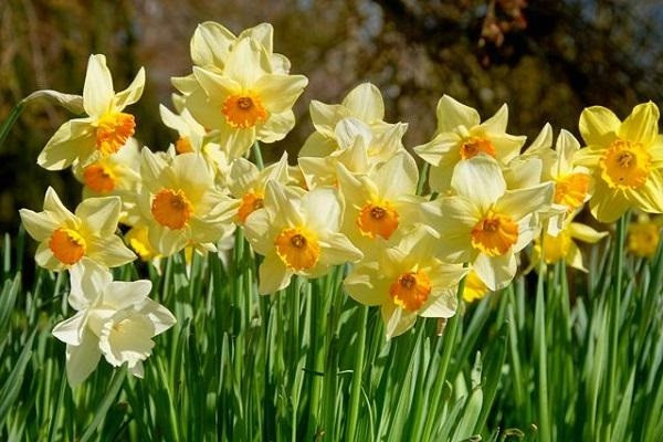 3. Hoa thủy tiên Thủy tiên là một trong những loài hoa nổi tiếng, thân thảo, tên khoa học là Narcissus tazetta L, là một loại thực vật thuộc Chi Thủy tiên, Họ Loa kèn đỏ (Amaryllidaceae). Lá có màu xanh đậm và bóng, khá mềm, đầu hơi nhọn tựa như một mũi kiếm thuôn dài. Hình dáng lá của hoa thủy tiên khá giống với lá tỏi.