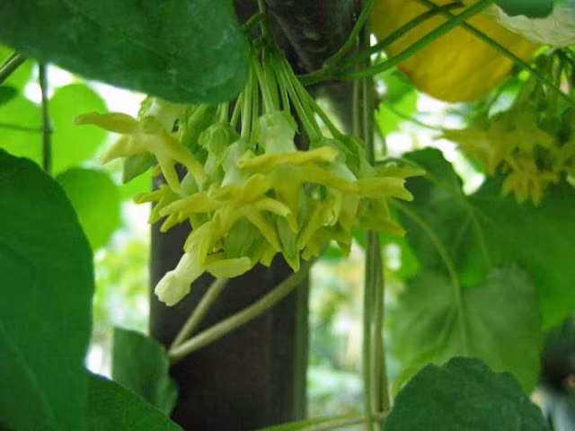 4. Cây thiên lý Thiên lý hay dạ hương lý là dây leo quấn có tên khoa học là Telosma cordata thuộc họ Asclepiadaceae. Cây Thiên lý thường được trồng leo trên giàn, cành non phủ mịn, lá có phiến hình tim, hoa ăn được thường dùng để nấu canh, xào với thịt.