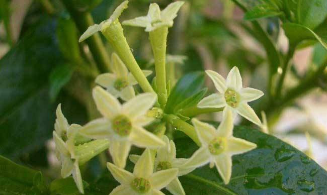 Theo các nhà khoa học, vì thiên lý ngừng quang hợp vào ban đêm và thải ra nhiều khí thải, rất bất lợi cho sức khỏe con người. Vì vậy, hãy chắc chắn tránh không trồng thiên lý trong nhà và trong không gian kín. Thêm nữa, hoa thiên lý cũng có chứa alkaloid, một chất độc, cần cẩn thận khi sử dụng.