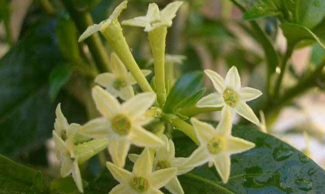 Theo các nhà khoa học, vì thiên lý ngừng quang hợp vào ban đêm và thải ra nhiều khí thải, rất bất lợi cho sức khỏe con người. Vì vậy, hãy chắc chắn tránh không trồng thiên lý trong nhà và trong không gian kín. Thêm nữa, hoa thiên lý cũng có chứa alkaloid, một chất độc, cần cẩn thận khi sử dụng.