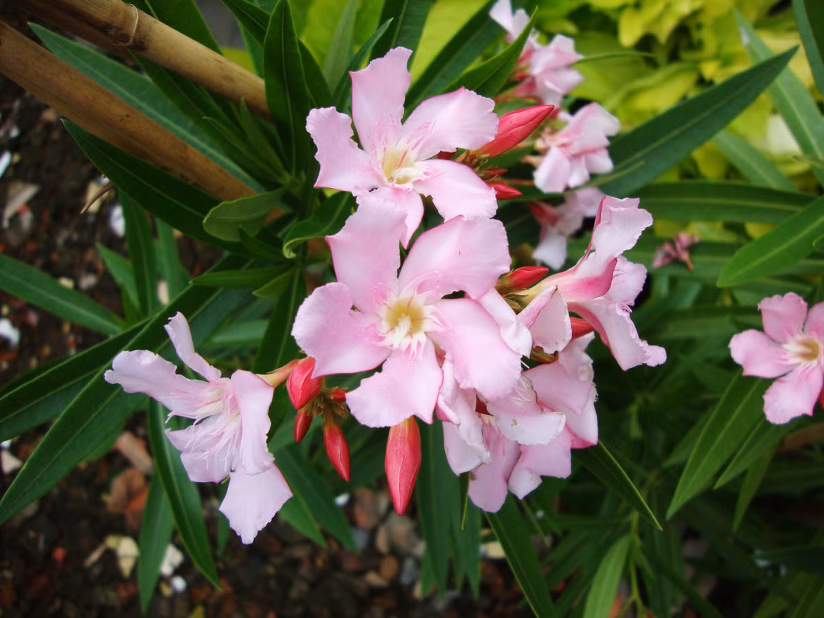 Nhiều người thích trồng hoa tại nhà, không những tô điểm được chút màu sắc cho không gian mà còn cảm nhận được hương hoa mỗi ngày. Tuy nhiên, một số loài hoa có vẻ ngoài đẹp đẽ, hương thơm dễ ngửi nhưng lại không thích hợp để chưng trong nhà, vì độc tính của chúng thường ẩn dưới vẻ ngoài xinh đẹp. Vậy những loài hoa có độc là loài nào? Hãy cùng tìm hiểu. (Ảnh minh họa)