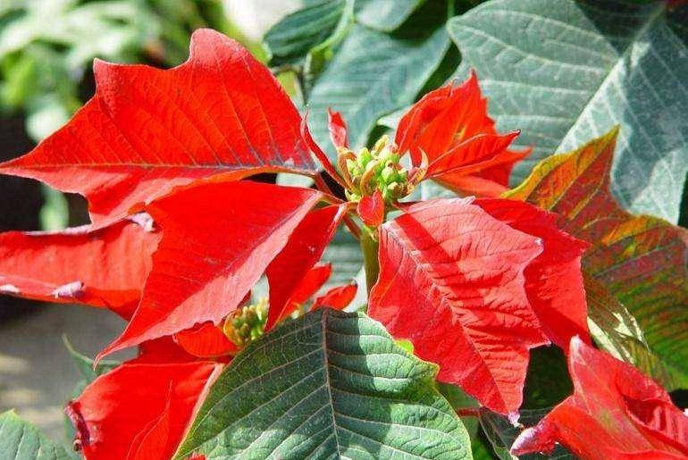 Các lá trên cùng, còn gọi là lá bắc, có màu đỏ lửa, hồng hay trắng và thường bị nhầm lẫn là hoa. Hoa thực sự là các cấu trúc nhỏ màu vàng, tìm thấy ở trung tâm của các cụm lá.