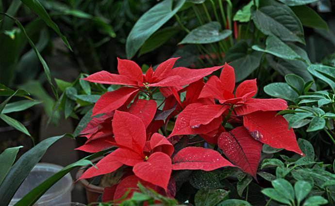 Cây trạng nguyên có tính độc nhẹ, có thể gây kích ứng da và dị ứng. Nếu không may ăn phải, nó có thể gây ra nôn mửa và tiêu chảy. Ngoài ra, dịch cây trạng nguyên nếu bắn vào mắt có thể gây mù tạm thời.