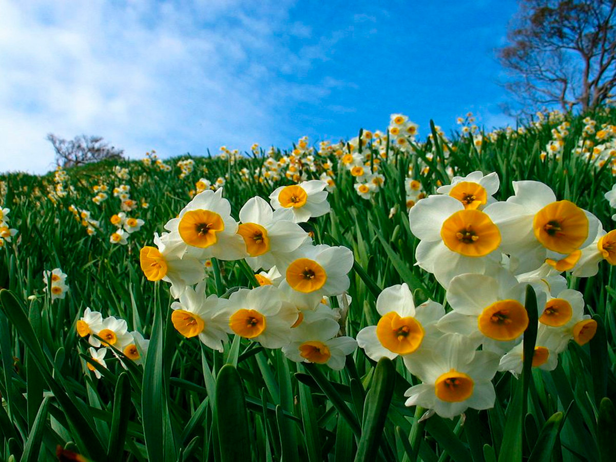 Cành của hoa thủy tiên khá cao, thanh mảnh, những chiếc lá xoắn lại bao quanh thân cây mà vươn lên, giữa đó là những bông hoa được mọc xum xuê, sặc sỡ, mang vẻ đẹp vô cùng tinh tế, sang trọng. \