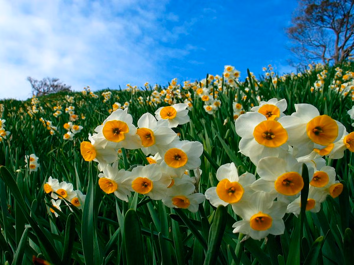 Cành của hoa thủy tiên khá cao, thanh mảnh, những chiếc lá xoắn lại bao quanh thân cây mà vươn lên, giữa đó là những bông hoa được mọc xum xuê, sặc sỡ, mang vẻ đẹp vô cùng tinh tế, sang trọng. \