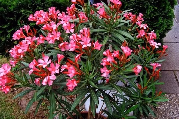 1. Cây trúc đào Cây trúc đào tên khoa học là Nerium oleander, là một loài cây bụi hay cây gỗ nhỏ, thường xanh trong họ La bố ma (Apocynaceae). Nó là loài duy nhất hiện tại được phân loại trong chi Nerium, có thể cao tới 5m.