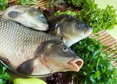 Nhiều người không biết rằng có một số loại cá chứa nhiều kim loại nặng và không thể ăn chúng, nếu cố chấp sẽ gặp họa, tự rước bệnh cho bản thân và gia đình. Có 5 loại cá càng ăn càng độc, bạn nên tránh xa, dù rẻ như cho cũng đừng mua nhé.
