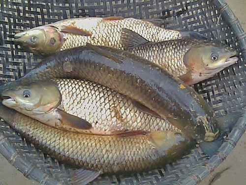 1. Cá còn sống nhưng có mùi hôi Nhiều người thích mua cá sống vì nghĩ rằng chúng tươi hơn. Điều này đúng, nhưng không nhất thiết cá sống là cá tốt. Nếu ngửi thấy mùi hăng khi chọn cá, điều đó có nghĩa là môi trường sống của những loài cá này đã bị ô nhiễm.