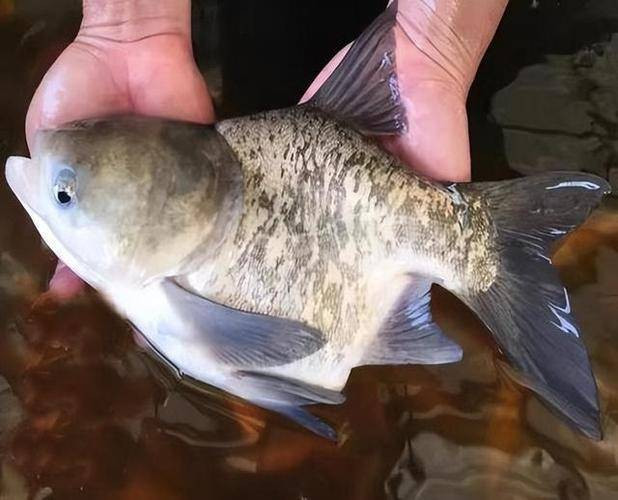 Song, cái gì cũng có hai mặt, tuy cá ngon nhưng không phải loại cá nào cũng ăn được. Nếu ăn nhầm sẽ gây nguy hiểm cho sức khỏe.