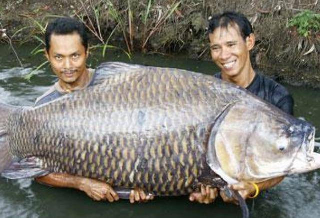 Theo rất nhiều người có kinh nghiệm, cá lớn chưa chắc đã ngon bằng cá nhỏ, hơn nữa khả năng nhiễm độc cũng cao. Tốt nhất không nên ham cá quá lớn, có kích thước khác biệt với loài.