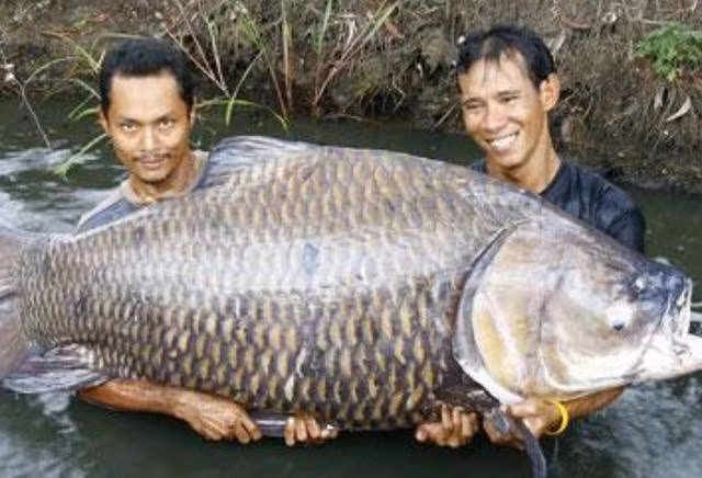 Theo rất nhiều người có kinh nghiệm, cá lớn chưa chắc đã ngon bằng cá nhỏ, hơn nữa khả năng nhiễm độc cũng cao. Tốt nhất không nên ham cá quá lớn, có kích thước khác biệt với loài.