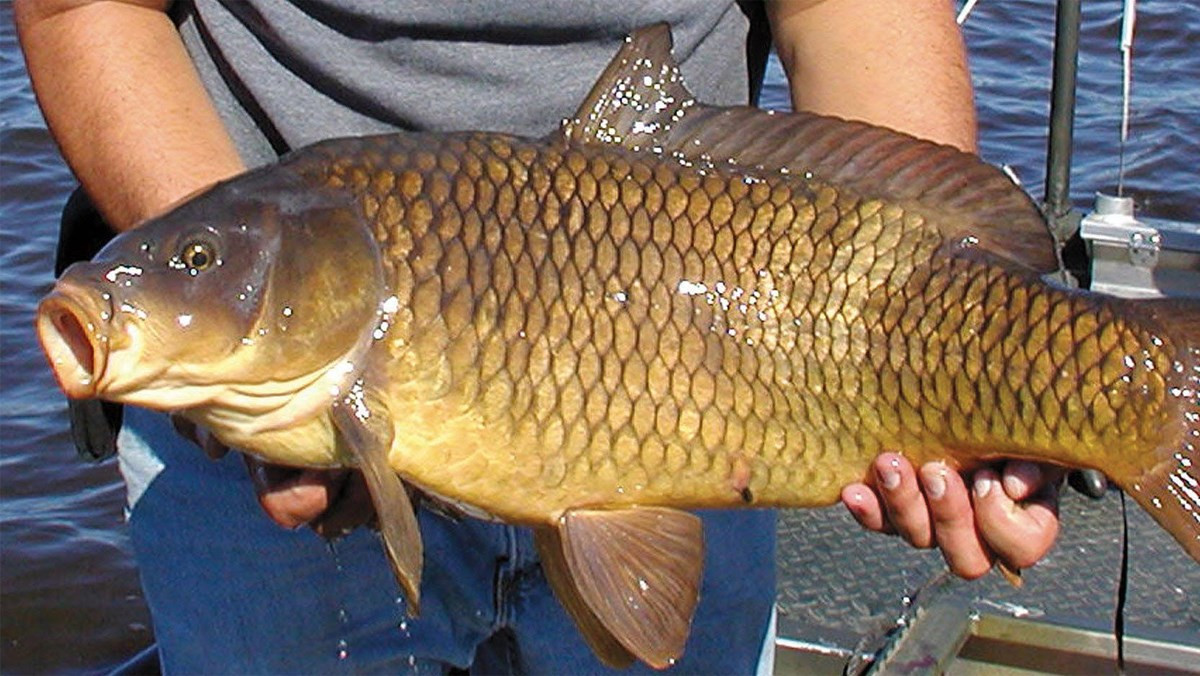 Cá sống trong môi trường ô nhiễm như vậy chắc chắn cũng sẽ chứa nhiều kim loại nặng và cả chất ô nhiễm. Ăn cá như vậy thà đừng ăn còn hơn, rẻ cũng đừng ham hố.