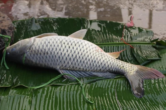 3. Cá sống vùng nước sâu, cỡ lớn Trong đại dương hay ao hồ, cá lớn ăn cá nhỏ để tồn tại. Như một chu trình, những con cá lớn này thường chứa một lượng lớn kim loại nặng được tích tụ lâu dài.