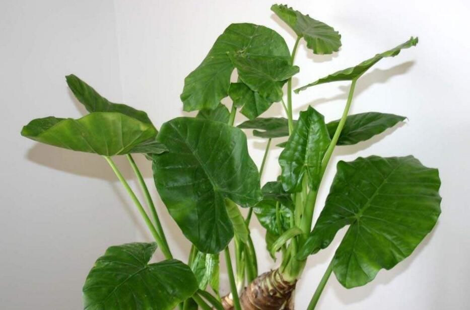 Phần lớn chất độc tập trung chủ yếu ở nhựa cây, chỉ cần dây một chút vào da sẽ gây kích ứng, mẩn đỏ, ngứa ngáy, càng gãi lại càng ngứa.