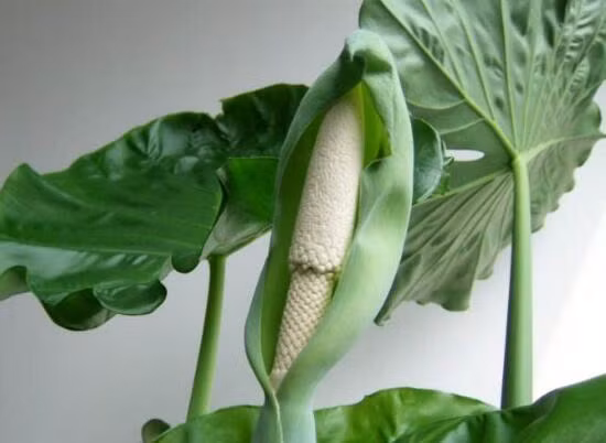 Tuy vậy, theo các chuyên gia sức khỏe, cẩn tắc vô áy náy, nếu bạn muốn trang trí nhà cửa, vẫn có rất nhiều loại cây đẹp và vô hại khác để lựa chọn, đừng đặt mình vào những rủi ro có thể lường trước.