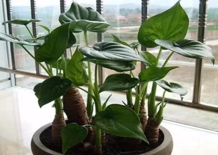 Theo tìm hiểu, toàn bộ cây Tích thủy Quan âm đều có độc. Trong cây có chứa các chất độc hại như cyanogenic glycoside và calcium oxalate.