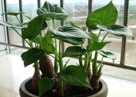 Theo tìm hiểu, toàn bộ cây Tích thủy Quan âm đều có độc. Trong cây có chứa các chất độc hại như cyanogenic glycoside và calcium oxalate.