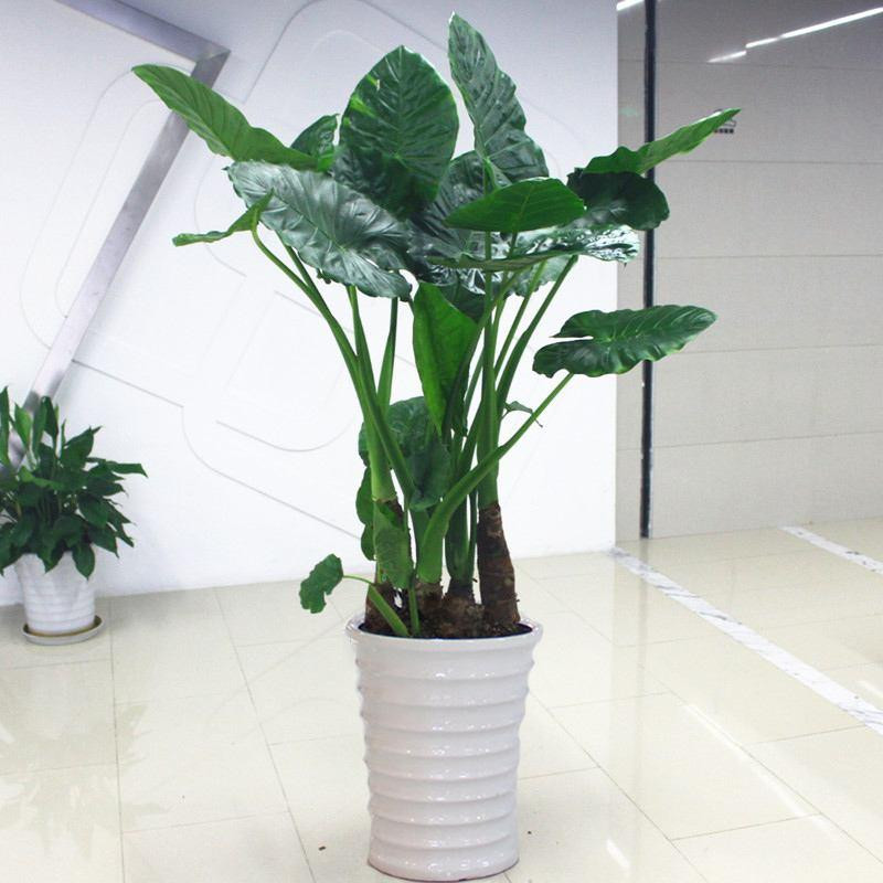 Nước nhựa cây bắn vào mắt cũng có thể gây viêm kết mạc, thậm chí mù lòa. Nếu có trẻ em ở nhà, tuyệt đối không nên trồng Tích thủy Quân âm để tránh những rắc rối không đáng có.