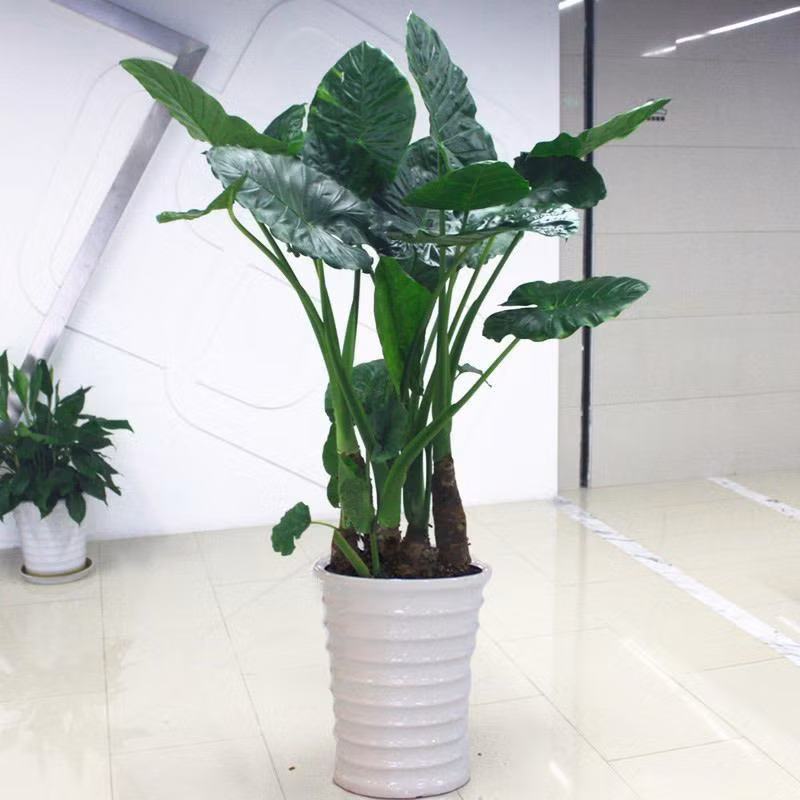 Nước nhựa cây bắn vào mắt cũng có thể gây viêm kết mạc, thậm chí mù lòa. Nếu có trẻ em ở nhà, tuyệt đối không nên trồng Tích thủy Quân âm để tránh những rắc rối không đáng có.