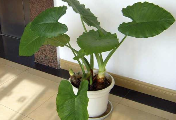 Nhiều người cho rằng, chỉ cần cẩn thận, không tiếp xúc với nhựa cây thì sẽ không trúng độc.