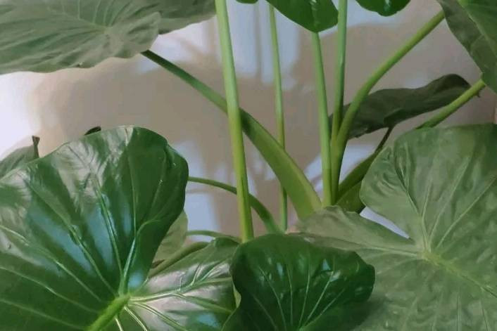 Đẹp nhưng độc, Tích thủy Quan âm vẫn được sử dụng làm một trong những cây trang trí, lý do là bởi nó giải phóng một lượng lớn ôxy đồng thời cũng làm tăng độ ẩm trong phòng.