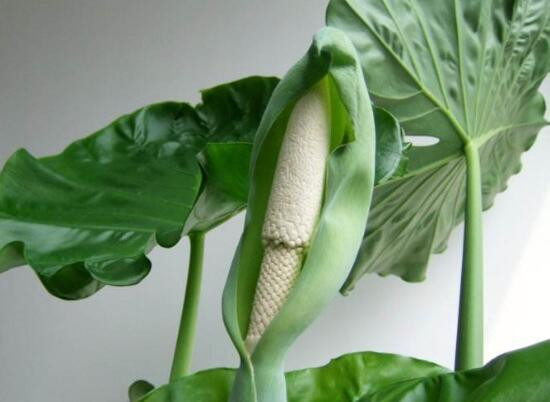 Tuy vậy, theo các chuyên gia sức khỏe, cẩn tắc vô áy náy, nếu bạn muốn trang trí nhà cửa, vẫn có rất nhiều loại cây đẹp và vô hại khác để lựa chọn, đừng đặt mình vào những rủi ro có thể lường trước.