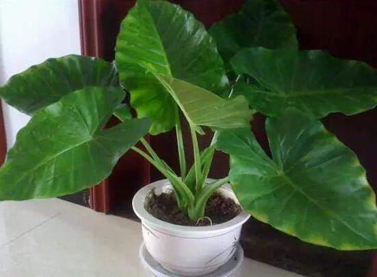 Thế nhưng, bạn có biết rằng, cây Tích thủy Quan âm này là một loại cây có độc? Nhiều người trồng vì thấy đây là loại cây rất dễ sống, bày biện cũng đẹp mà không biết rằng, độc tính của cây này rất đáng lo ngại.