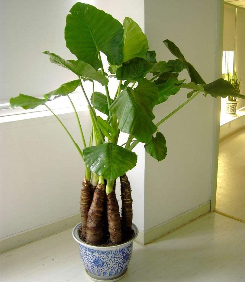 Vô tình nuốt phải lá cây, nhựa cây sẽ gây ra các phản ứng khó chịu như đau họng, nôn mửa, tiêu chảy.