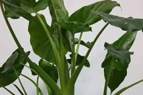 Theo tìm hiểu, sở dĩ cây này có tên Tích thủy Quan âm vì khi nước chảy xuống mép lá hay lòng lá sẽ trôi xuống dưới, nhỏ thành giọt, giống như những giọt nước cam lộ của Quan Âm Bồ Tát.