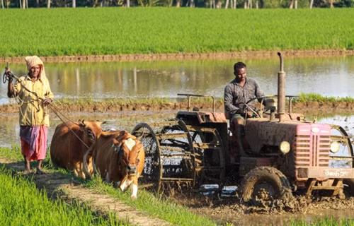 Tin loi hang xom, nguoi dan ong suyt bo mang chi vi bo chet
