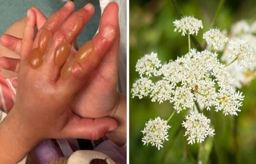 He di choi vo tinh cham vao cay nay, be gai bong cap 3