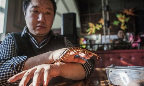 Những con rết với những nhát cắn chết người, những con bọ cạp với cú chích tử thần, rắn độc với chiếc nanh tiết nọc hung ác có thể lấy mạng Gia Thạch bất cứ lúc nào nhưng anh vẫn không từ bỏ. Nhiều người gọi Gia Thạch là dị nhân với sở thích kỳ quặc này. 