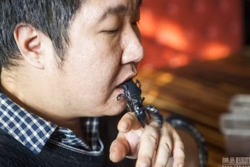 Trong bảy năm qua, Gia Thạch đã nuôi hàng chục độc vật và hàng ngày anh đều tiếp xúc thân mật. Số tiền anh kiếm được từ những con vật này cũng đủ khiến anh sống khá thoải mái.