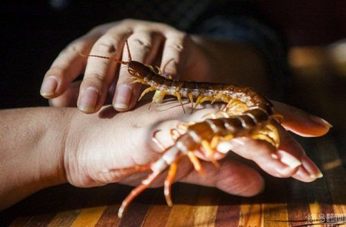 Tuy nhiên cách kiếm tiền của chàng trai trẻ này khiến nhiều người rùng mình vì quá mạo hiểm. Để có tiền, Gia Thạch luôn phải biểu diễn những màn mạo hiểm khiến người xem thót tim. Không chỉ tiếp xúc trực tiếp bằng tay không với những độc vật này, Gia Thạch con ngậm những con vật đầy nọc độc vào miệng.