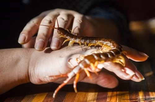 Tuy nhiên cách kiếm tiền của chàng trai trẻ này khiến nhiều người rùng mình vì quá mạo hiểm. Để có tiền, Gia Thạch luôn phải biểu diễn những màn mạo hiểm khiến người xem thót tim. Không chỉ tiếp xúc trực tiếp bằng tay không với những độc vật này, Gia Thạch con ngậm những con vật đầy nọc độc vào miệng.