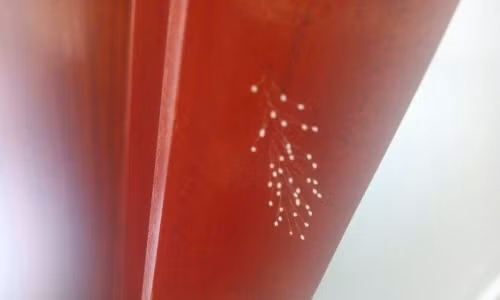 Theo Kinh điển nhà Phật, hoa Ưu Đàm chỉ xuất hiện khi có Đức Phật hay vị Kim Luân Vương hoặc Chuyển Luân Thánh xuất hiện.