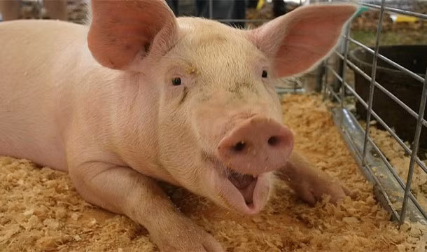 Pháp cấm đặt tên cho lợn là Napoleon. Napoleon là tên của một vị hoàng đế, nhà cầm quân vĩ đại, nổi danh sử sách Pháp cũng như nổi tiếng thế giới. Do vậy, bạn có thể đặt tên cho con lợn yêu quý của mình bằng bất cứ cái tên nào miễn không xúc phạm đến nhân vật lịch sử này.