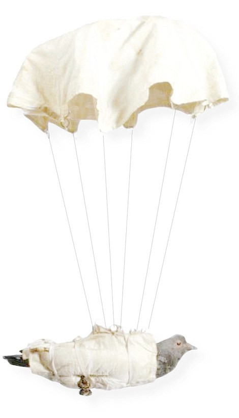 Trong Chiến tranh thế giới 2, Anh sử dụng nhiều con chim bồ câu đưa thư gắn với dù xuống lãnh thổ chiếm đóng của địch. Trên chú chim bồ câu đó có viết nội dung người dân địa phương tiết lộ vị trí quân địch sau đó buộc vào chim rồi chúng quay trở lại chỗ quân đội Anh.