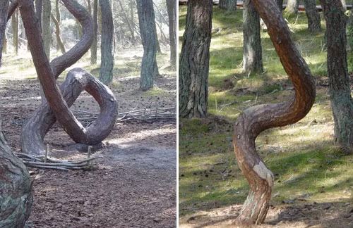 Nhiều chuyên gia, nhà khoa học đã đến khu rừng nhảy múa độc đáo ở Nga để giải mã bí ẩn về nơi này nhưng chưa thành công. Hàng năm, một lượng lớn khách du lịch ghé thăm khu rừng bí ẩn này của Nga.