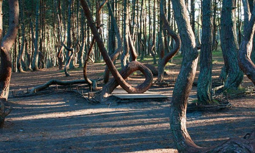 Theo đó, có giả thuyết cho rằng, nguyên nhân khiến những thân cây có hình dáng kỳ dị là do địa chất và rất có khả năng là do đất cát ở đây không ổn định.