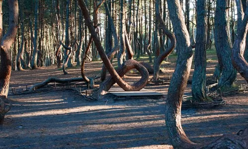 Theo đó, có giả thuyết cho rằng, nguyên nhân khiến những thân cây có hình dáng kỳ dị là do địa chất và rất có khả năng là do đất cát ở đây không ổn định.