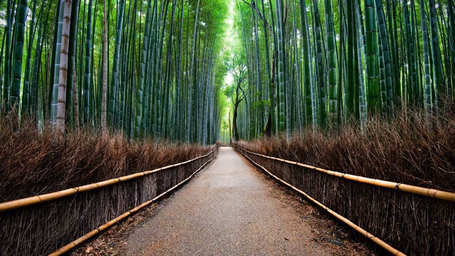 Rừng tre Sagano nằm ở phía tây bắc lưu vực sông ở thành phố Kyoto, Nhật Bản trở thành điểm du lịch hàng đầu ở khu vực này khi sở hữu vẻ đẹp bạt ngàn của hàng ngàn cây tre xanh và thẳng đều tăm tắp. Đây là một trong những môi trường tự nhiên đẹp nhất Nhật Bản.