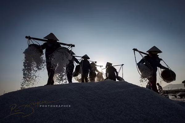 Cảnh thu hoạch muối của diêm dân ở Khánh Hòa.