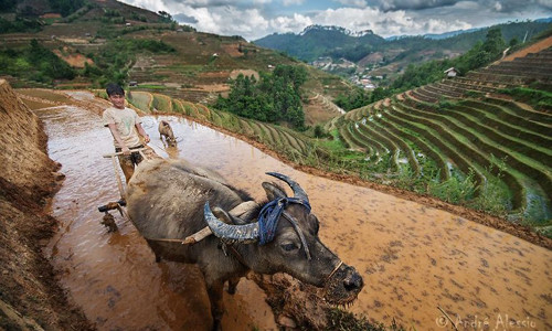 Nhiếp ảnh gia Alessio (48 tuổi) đã đến các tỉnh miền núi phía Bắc Việt Nam gần 1 tháng và chụp được nhiều bức ảnh giá trị. Trong ảnh là người nông dân cày bừa trên thửa ruộng bậc thang.