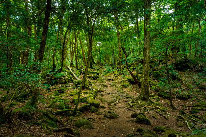 Khu rừng tự sát Aokigahara, Nhật Bản: Khu rừng này là nơi hàng trăm người tới đây tự sát mỗi năm. Người ta nói rằng ám khí của khu rừng đã cám dỗ những người khác với cùng một số phận tuyệt vọng như những người ở đây.