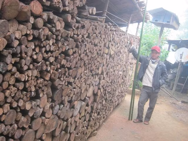 Đống củi nào càng to càng thể hiện được tình yêu thắm thiết chung thủy của đôi trai gái.