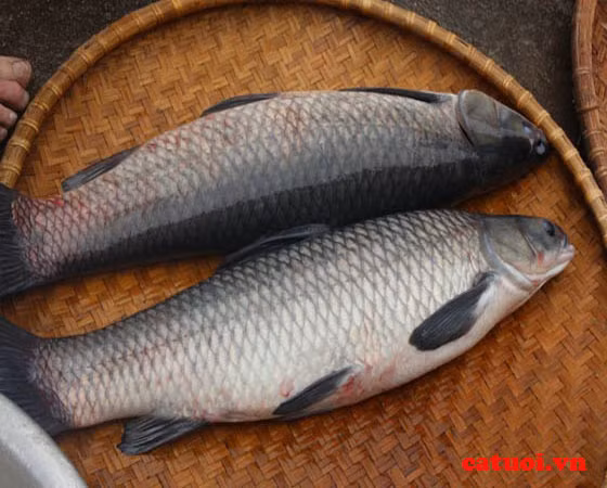 Hiện tại, chắc phải rất lâu nữa bạn mới có cơ hội để bạn thưởng thức cá trắm Hồ Tây.