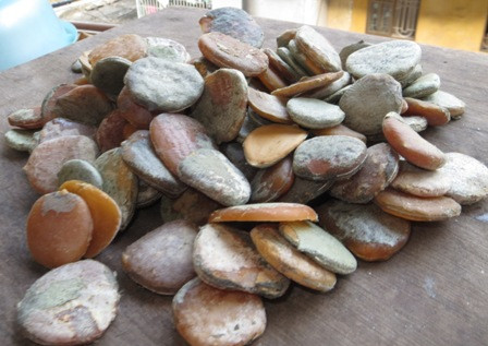 Chữa bướu hạch: Hạt gấc bỏ vỏ cứng rang khô, tán thành bột, mỗi lần uống 1 thìa cà phê, ngày uống 3 lần sau bữa ăn, uống 5 ngày liền, bên ngoài dùng nhựa cây đại bôi vào chỗ đau, hạt gấc ngâm rượu làm dung dịch thoa bóp. Ảnh: Khỏe khỏe. (Thông tin trong bài viết chỉ mang tính tham khảo, trước khi sử dụng bài thuốc, bạn vui lòng hỏi ý kiến bác sĩ).