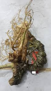 Sâm Thiết Trúc được dùng làm thuốc bổ, chữa thiếu máu, xanh xao, gầy yếu nhất là đối với những phụ nữ sau khi sinh con.